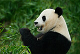 Image. Giant Panda