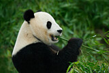 Image. Giant Panda