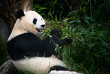 Image. Giant Panda