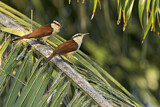 Image. Giant Wren