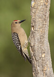 Image. Gila Woodpecker