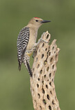 Image. Gila Woodpecker