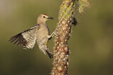Image. Gila Woodpecker