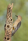 Image. Gila Woodpecker
