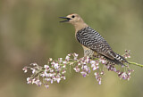 Image. Gila Woodpecker
