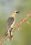 Image. Gila Woodpecker