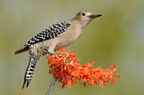 Image. Gila Woodpecker