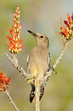 Image. Gila Woodpecker