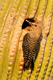 Image. Gila Woodpecker