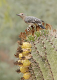 Image. Gila Woodpecker