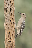 Image. Gila Woodpecker