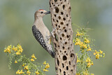 Image. Gila Woodpecker