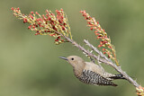 Image. Gila Woodpecker