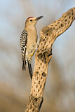 Image. Gila Woodpecker