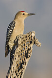 Image. Gila Woodpecker