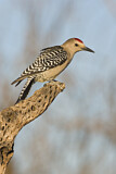 Image. Gila Woodpecker