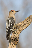 Image. Gila Woodpecker