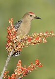 Image. Gila Woodpecker
