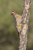 Image. Gila Woodpecker