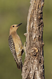Image. Gila Woodpecker