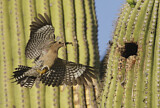 Image. Gila Woodpecker