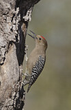 Image. Gila Woodpecker