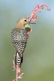 Image. Gila Woodpecker