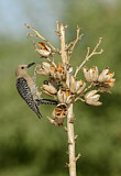 Image. Gila Woodpecker