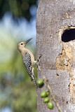 Image. Gila Woodpecker