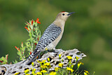 Image. Gila Woodpecker