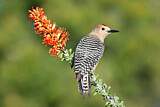 Image. Gila Woodpecker