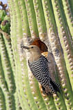 Image. Gila Woodpecker