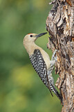 Image. Gila Woodpecker