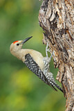 Image. Gila Woodpecker