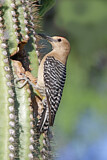 Image. Gila Woodpecker