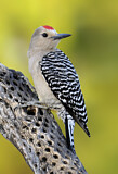 Image. Gila Woodpecker