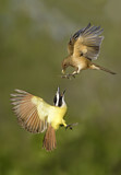 Image. Gilbdrossel & Schwefelmaskentyrann