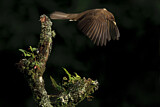 Image. Gilbdrossel