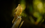 Image. Gilbdrossel