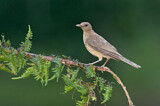 Image. Gilbdrossel