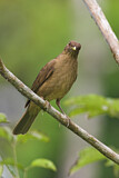 Image. Gilbdrossel