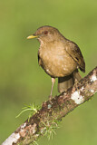 Image. Gilbdrossel