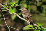 Image. Gilbdrossel