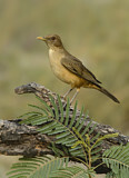 Image. Gilbdrossel