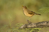 Image. Gilbdrossel