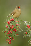 Image. Gilbdrossel