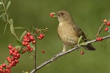 Image. Gilbdrossel