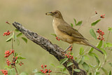 Image. Gilbdrossel
