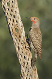 Image. Gilded Flicker