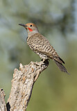 Image. Gilded Flicker